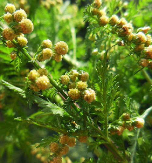 500 Semillas Orgánicas De Artemisia Annua, Ajenjo Dulce