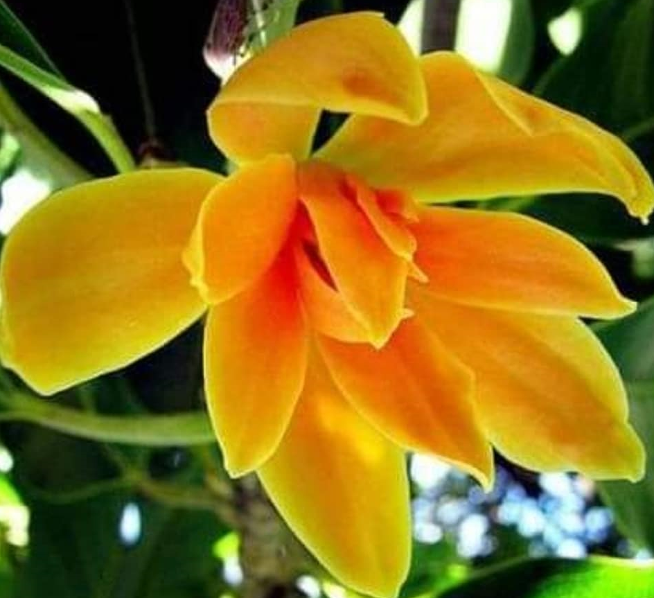 SEMILLAS DE ÁRBOLES y bonsais | MAGNOLIA champaca magnolio flor amarilla  muy perfumada 5 semillas seeds | Venta online de semillas comprar semillas  para sembrar tu mismo